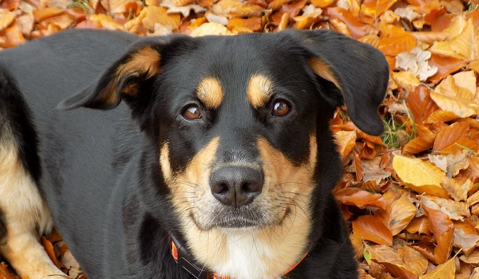 Можно ли давать собаке говяжий рубец