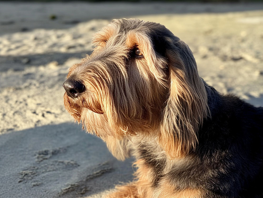 Оттерхаунд в солнечный день