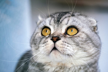 Болезни шотландских вислоухих кошек: признаки, как лечить и профилактировать