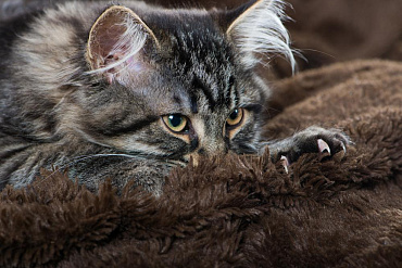 Почему коты мнут и топчут лапами