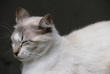 Как ухаживать за кошкой после стерилизации по дням: выход из наркоза, обработка швов и другие нюансы