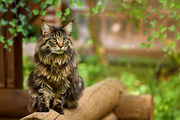 Болезни мейн-кунов: характерные признаки и как лечить