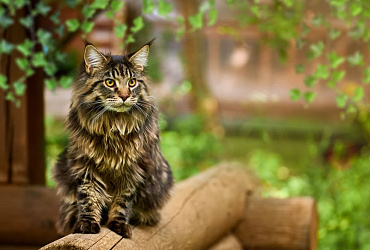 Болезни мейн-кунов: характерные признаки и как лечить