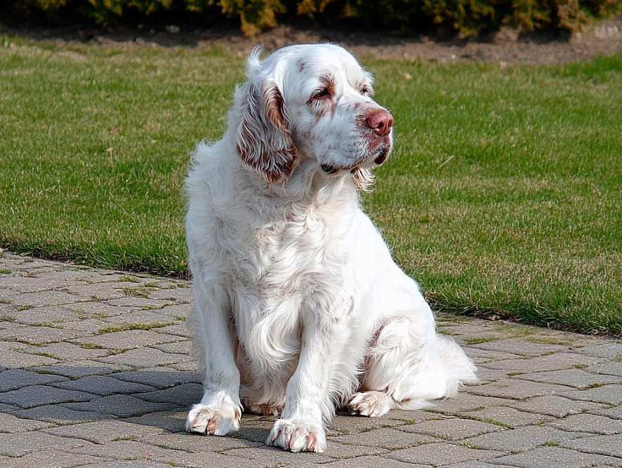 Кламбер-спаниель смотрит в сторону