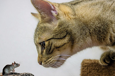 Породы кошек, которые отлично ловят мышей и крыс
