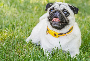 Породы собак, похожие на мопса: ТОП-12 больших и маленьких