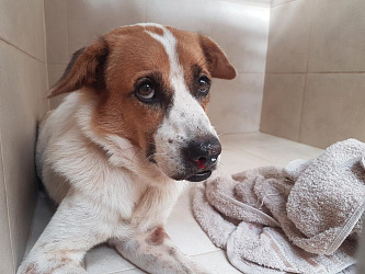 Почему у собаки из носа идет кровь?