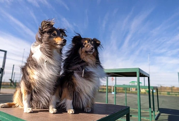 Собаки в России: актуальные данные и интересные факты