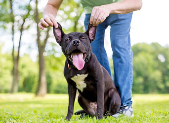 Черный питбуль – характеристики породы и фото окраса