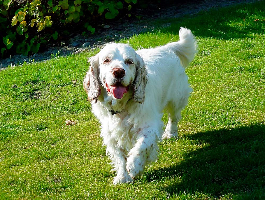 Кламбер-спаниель – охотничья собака