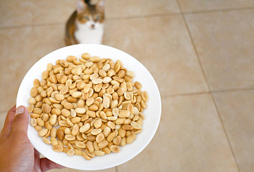 Можно ли кошкам арахис?
