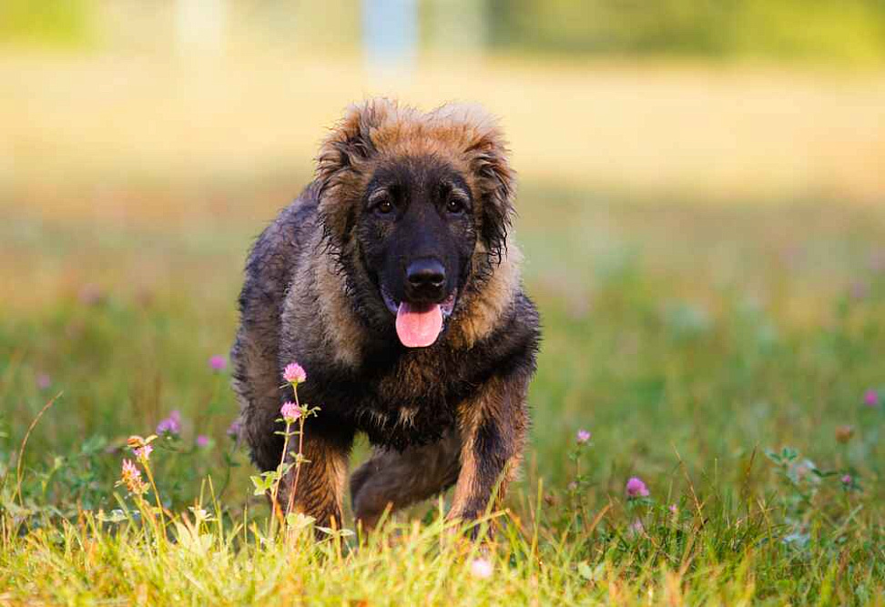 Осенняя прогулка кавказца