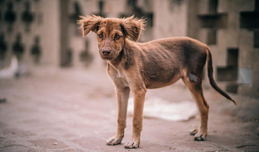 Как узнать, каким вырастет щенок