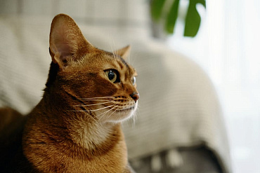 Сколько живут абиссинские кошки – средняя продолжительность жизни и что на нее влияет