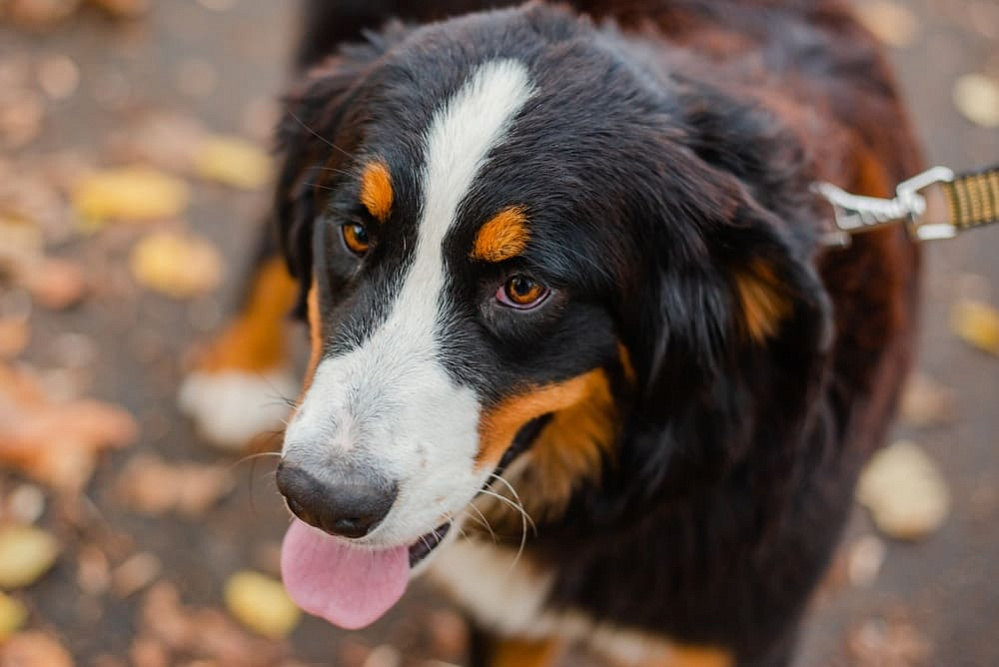 Красивый бернский зенненхунд
