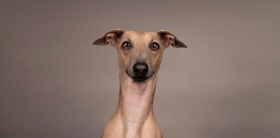 30 пород собак с длинной мордой и вытянутым носом