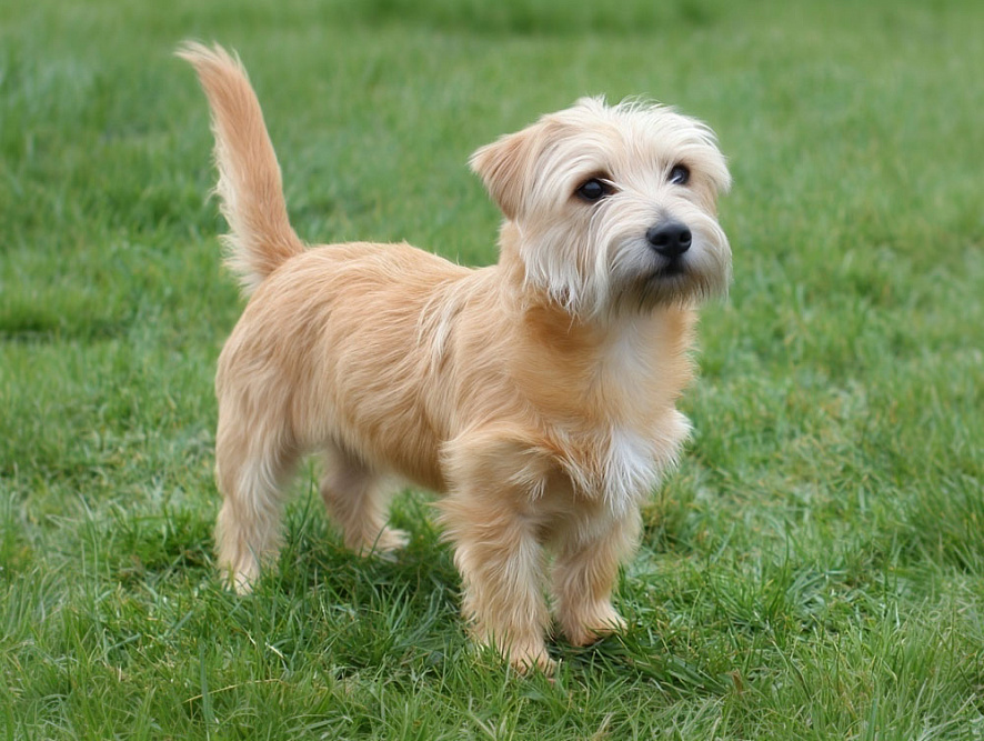 Глен оф Имаал терьер на летней прогулке