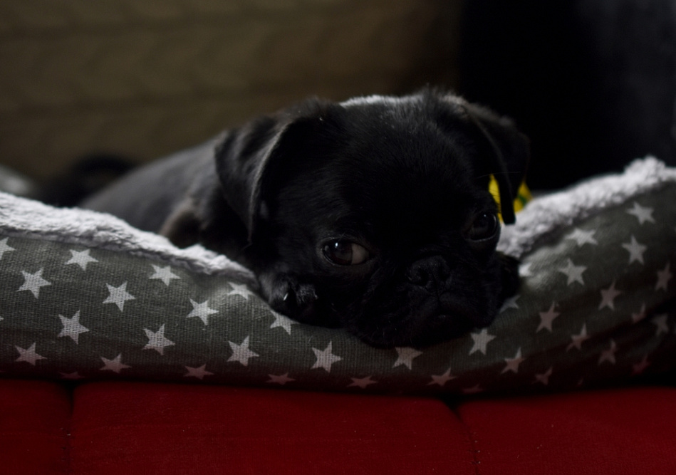 Черный мопс на лежаке