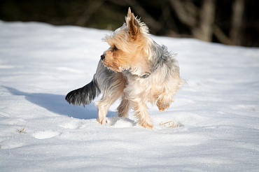 Почему собака кружится вокруг себя: болезнь или норма?