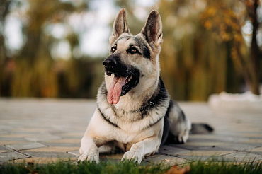 Немецкая овчарка рабочего разведения