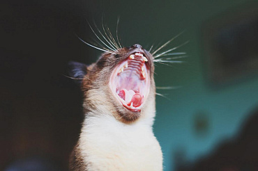 Стоматит у кошек: виды и признаки, фото, методы лечения