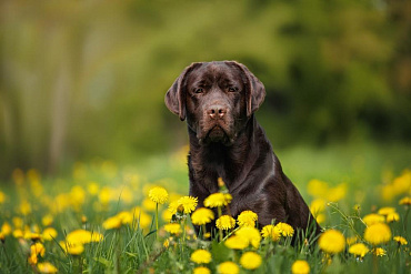 Шоколадный лабрадор-ретривер – особенности коричневого окраса породы и фото