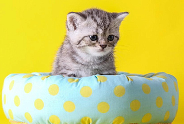 Как приучить котенка к лежанке