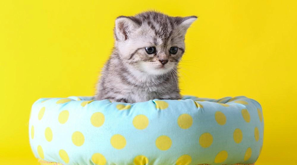Как приучить котенка к лежанке
