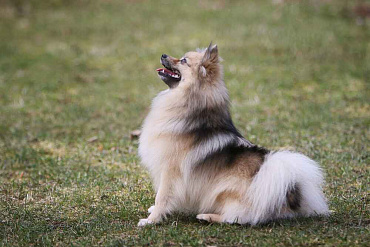 Сколько длится беременность у шпица, этапы и уход за собакой в этот период