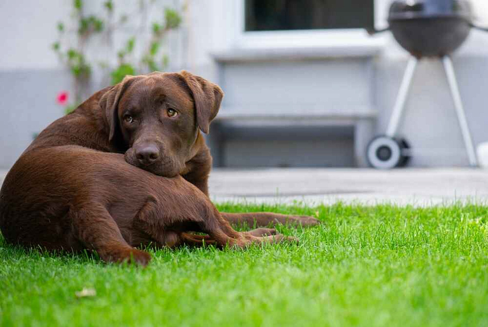 Лабрадор в саду