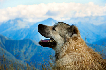 Сколько живут кавказские овчарки – средняя продолжительность жизни и ее ключевые этапы