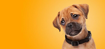 Какой ошейник купить щенку: виды и особенности