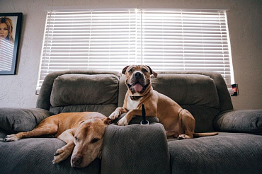 ТОП-24 лучших собак для квартиры всех размеров