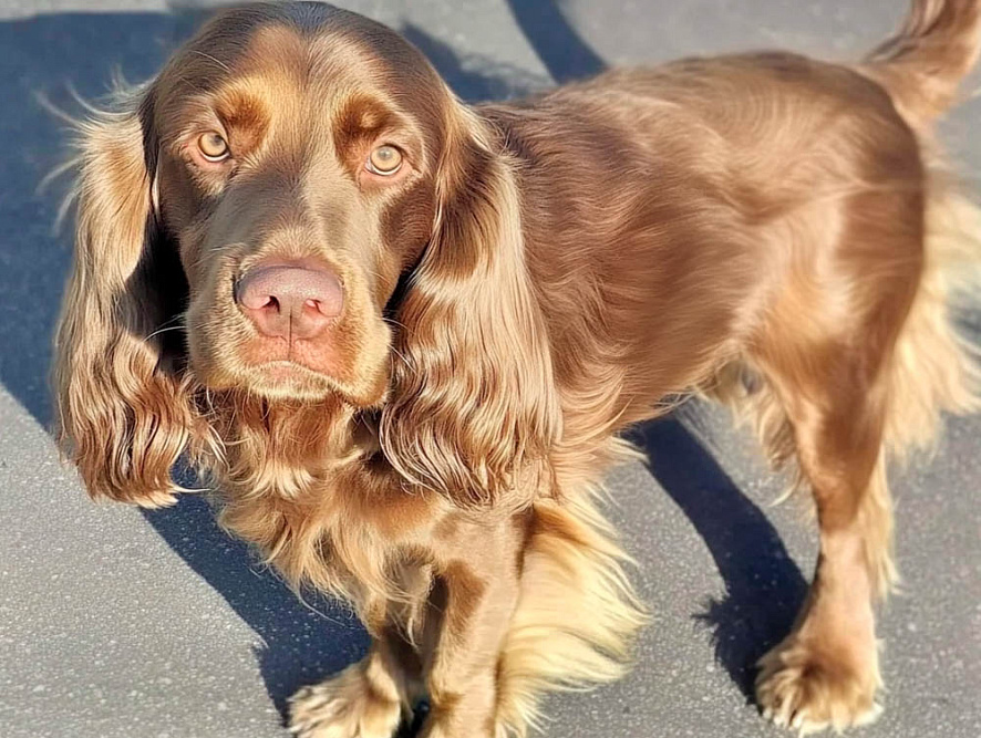 Собака породы суссекс-спаниель