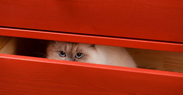 Почему кошка прячется в темные места: 13 причин