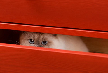 Почему кошка прячется в темные места: 13 причин