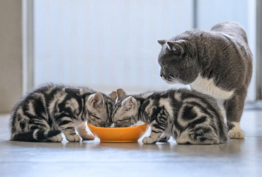 Можно ли кормить котенка кормом для взрослых кошек