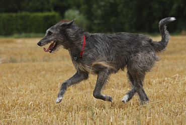 Вес и размер ирландского волкодава