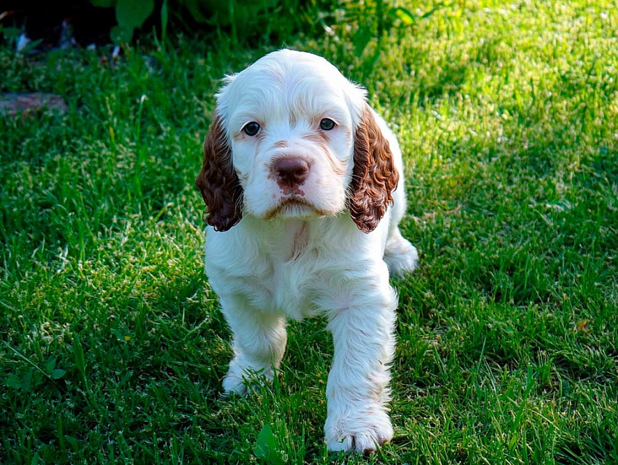 Милый щенок кламбер-спаниеля на улице