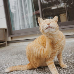 Как вывести блох у кошки – быстро и навсегда