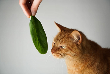 Можно ли кошкам шпинат? 