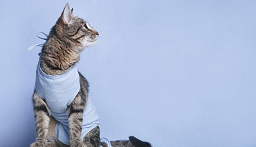 Свищ у кошек: признаки и лечение