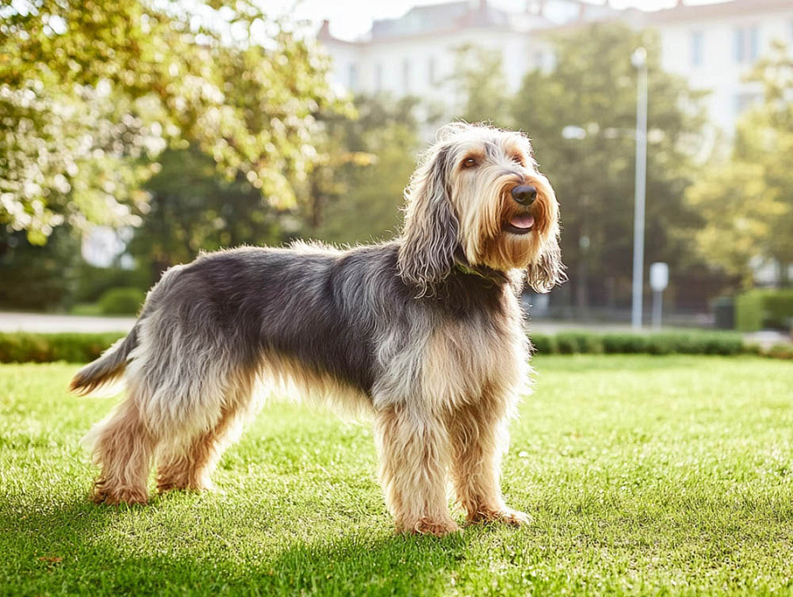 Оттерхаунд в парке