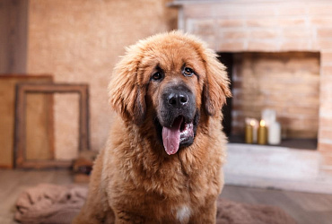 Сколько живут тибетские мастифы – средняя продолжительность жизни и шаги, которые могут ее продлить