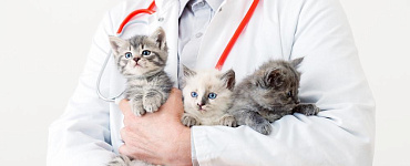 Лейкоз, или вирусная лейкемия у кошек
