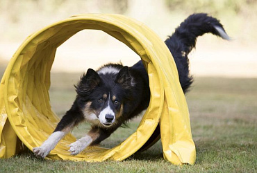 Дрессировка и воспитание бордер-колли