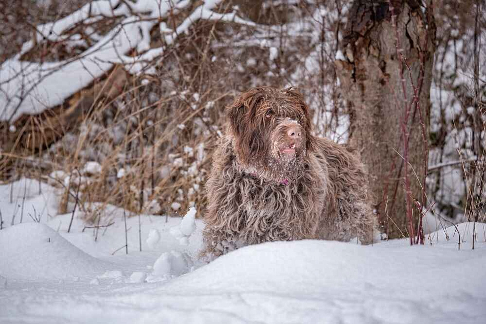 Фото бергамской овчарки