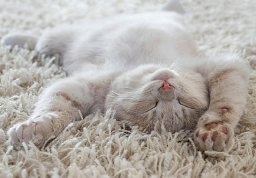 Почему некоторые кошки и коты спят на спине, раскинув задние лапы