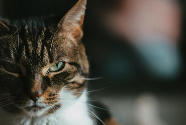 Почему кот стал агрессивным и нападает на хозяина или других животных 