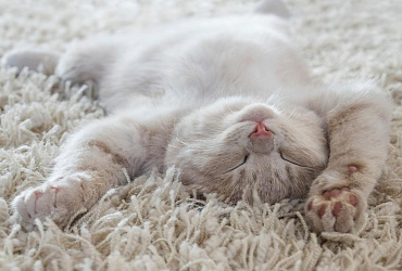 Почему некоторые кошки и коты спят на спине, раскинув задние лапы